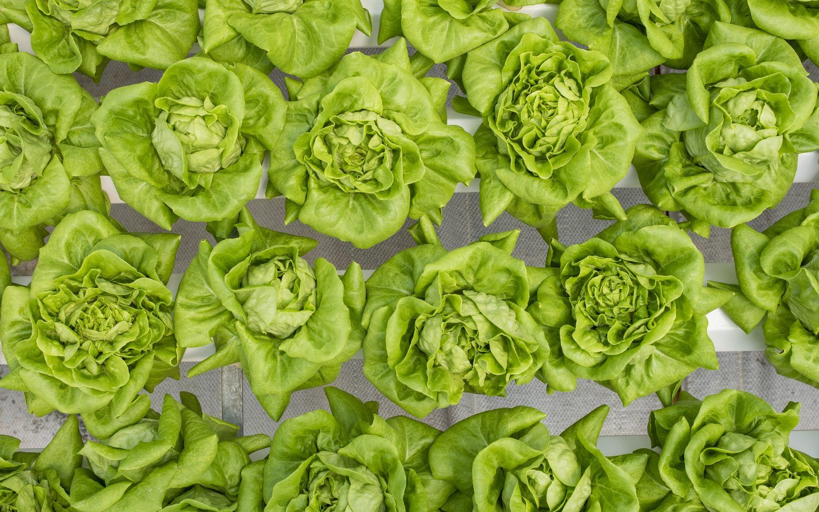 Butterhead lettuce seen from above, growing in NFT channels