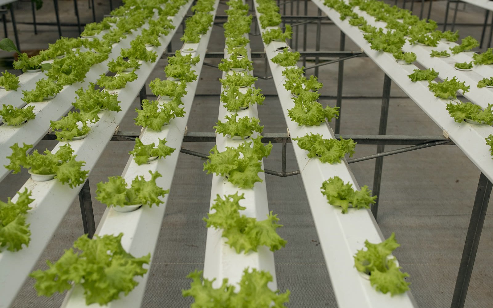 Young lettuce growing in white channels on a steel frame, the rows running into the distance