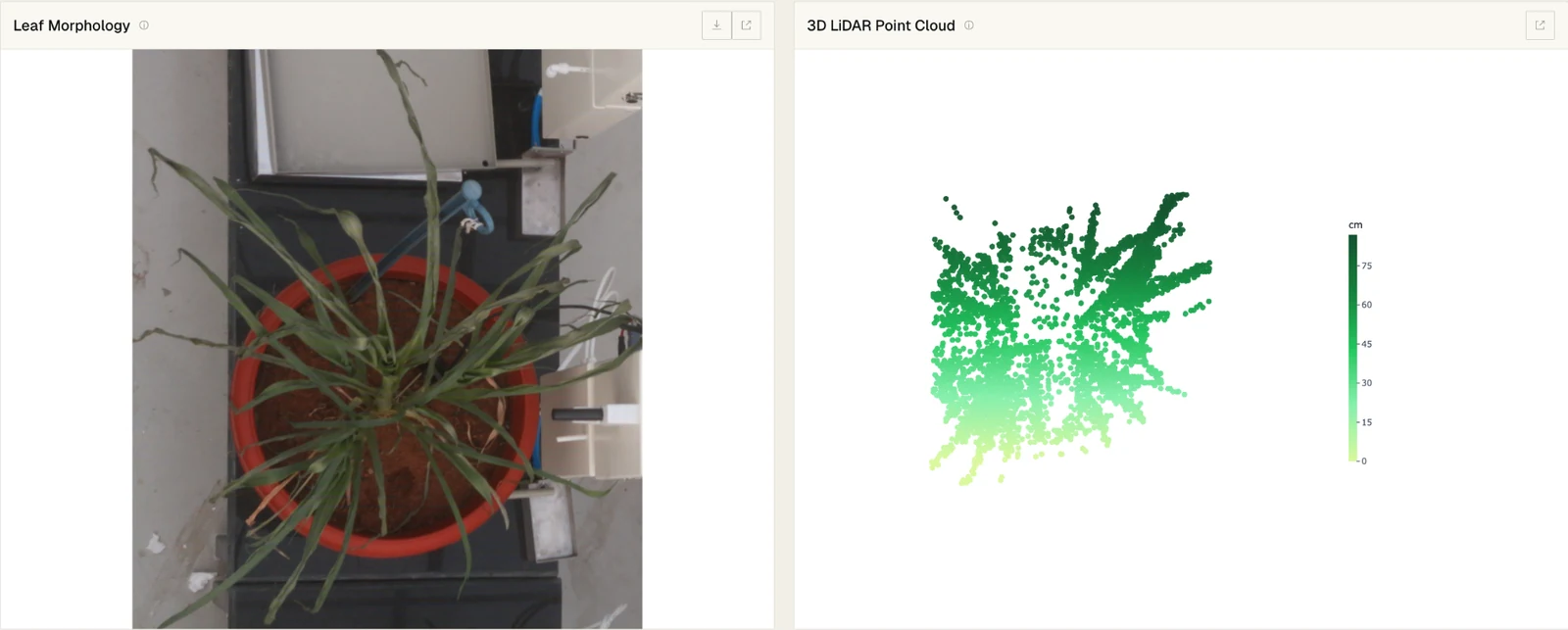 Top-down photo of a millet plant beside its 3D LiDAR point cloud