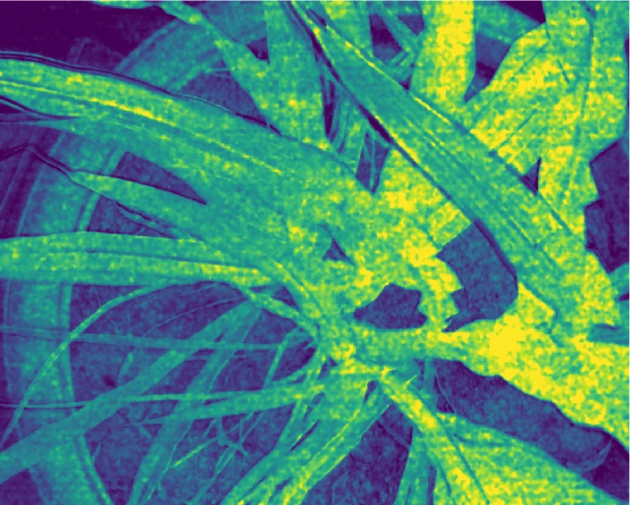 Chlorophyll index map of millet leaves, bright where the plant is greenest