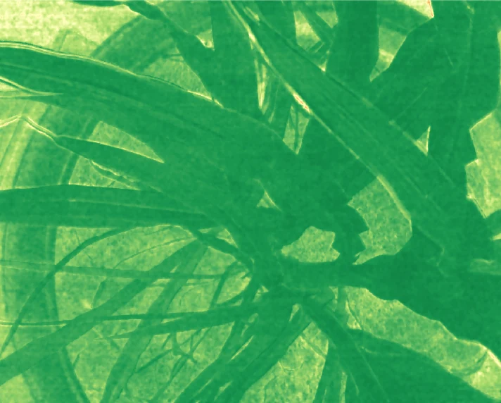 Green NDVI map