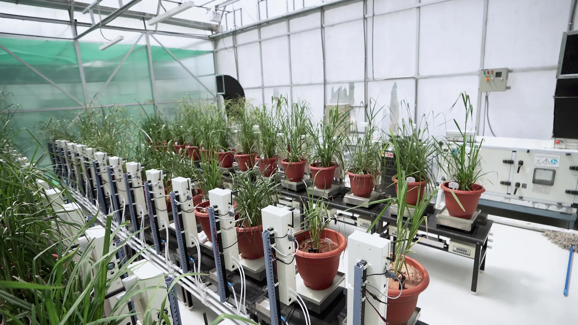 A breeding bench of millet plants in pots on weighing platforms, each with a watering unit beside it, an air handling unit at the back