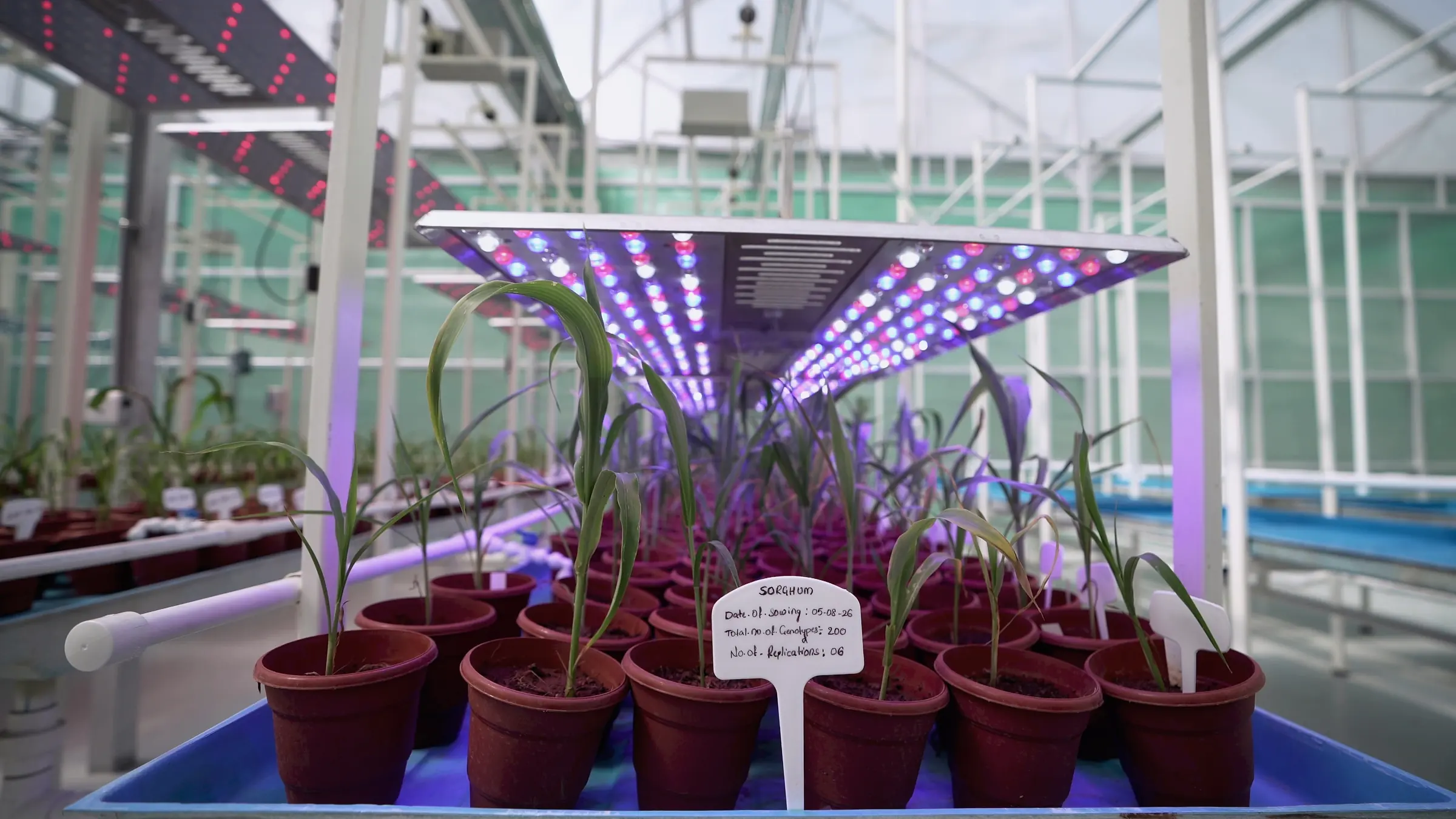 Young sorghum plants in labelled pots under a GeneRush LED panel