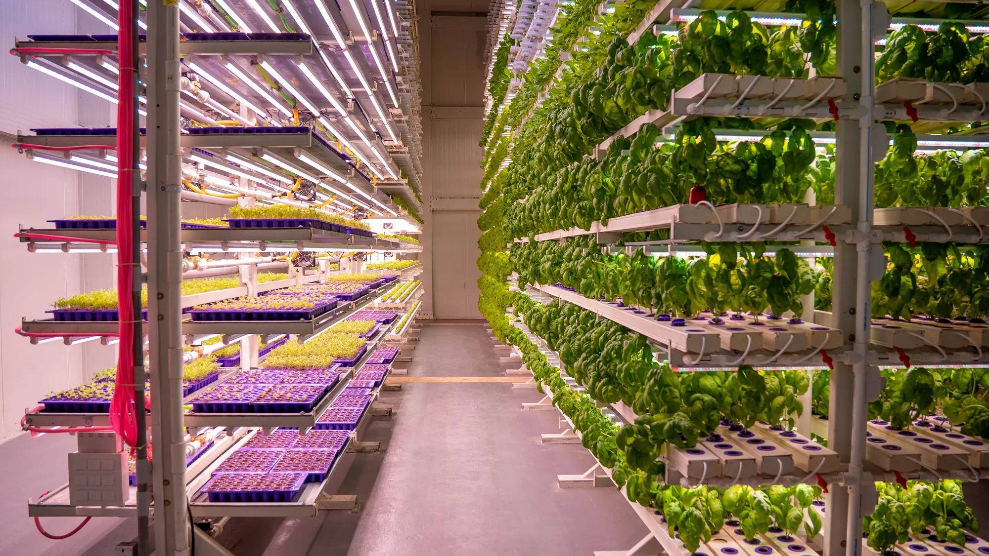An aisle inside a GrowRush farm: nursery racks of seedling trays on the left, NFT channels of basil on the right, LED bars over every tier