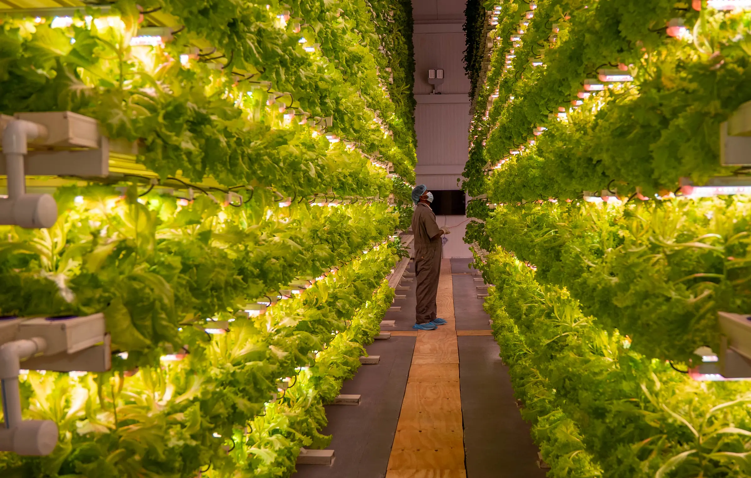 A long aisle between racks of lettuce under LED light, with a worker at the far end, in a GrowRush farm in production