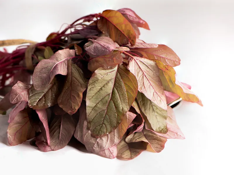A bunch of red amaranth leaves