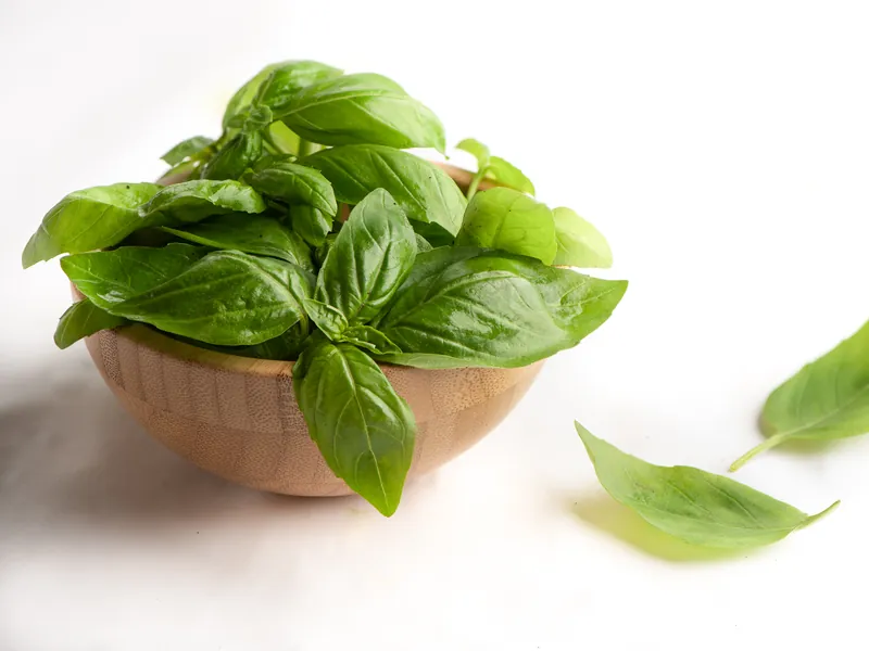 Fresh green basil in a wooden bowl