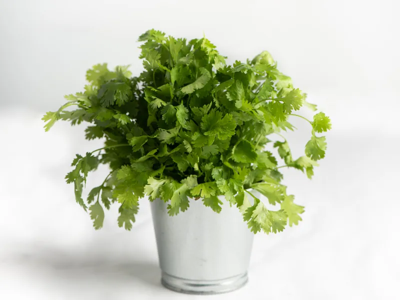 Fresh coriander in a small metal pot