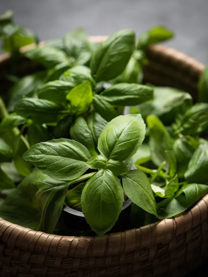 A basket of fresh green basil