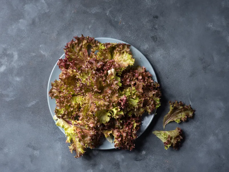 Red crispy lettuce on a grey plate